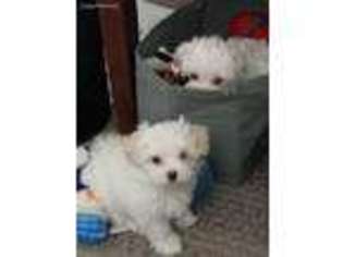 Maltese Puppy for sale in North Kingstown, RI, USA
