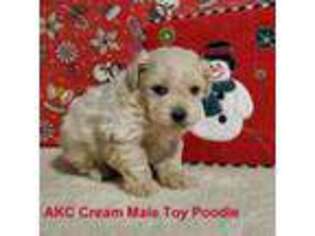 Mutt Puppy for sale in Dandridge, TN, USA