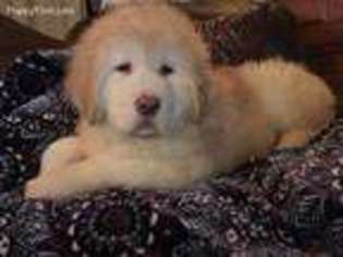 Tibetan Mastiff Puppy for sale in Gwynedd Valley, PA, USA