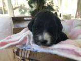 Mutt Puppy for sale in Medford, NJ, USA