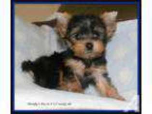 Yorkshire Terrier Puppy for sale in OUTLOOK, WA, USA