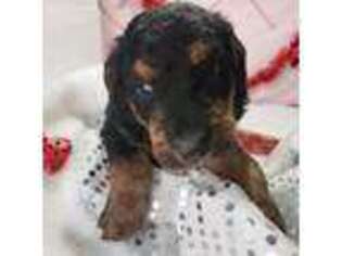 Airedale Terrier Puppy for sale in Elizabethtown, NC, USA
