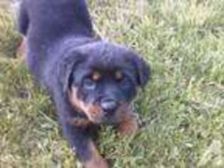 Rottweiler Puppy for sale in ROBERTSDALE, PA, USA