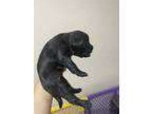 Schnoodle (Standard) Puppy for sale in Merrillville, IN, USA