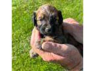 Mutt Puppy for sale in Cody, WY, USA