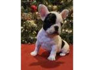 French Bulldog Puppy for sale in Nicolaus, CA, USA