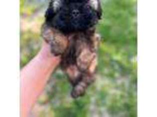 Mutt Puppy for sale in South Grafton, MA, USA
