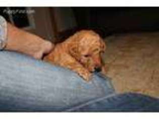 Goldendoodle Puppy for sale in Wadsworth, IL, USA
