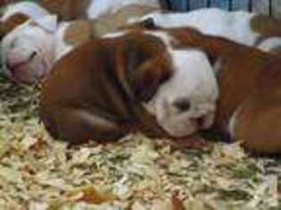 Bulldog Puppy for sale in MORRISTON, FL, USA