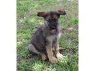 German Shepherd Dog Puppy for sale in Midlothian, TX, USA