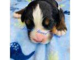 Bernese Mountain Dog Puppy for sale in Newport, TN, USA