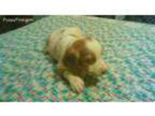 Brittany Puppy for sale in Irvington, KY, USA