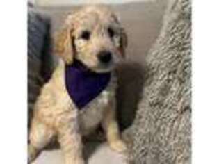 Goldendoodle Puppy for sale in Stafford, VA, USA