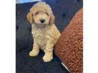 Goldendoodle Puppy for sale in Middlebury, IN, USA