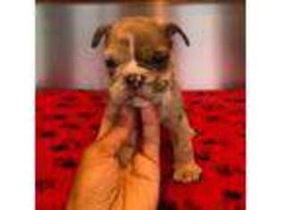Bulldog Puppy for sale in Millville, NJ, USA