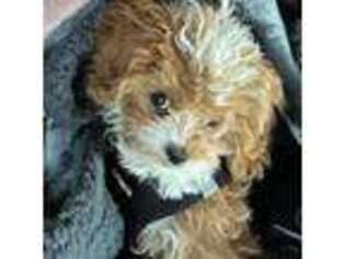 Cavapoo Puppy for sale in Black Diamond, WA, USA