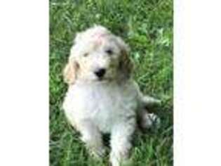 Goldendoodle Puppy for sale in Perry, MI, USA