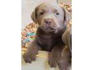 Labrador Retriever Puppy for sale in Kingsport, TN, USA