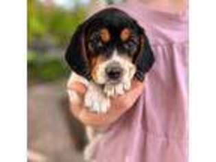 Beagle Puppy for sale in Bakersfield, CA, USA