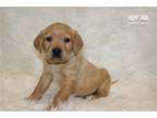 Labrador Retriever Puppy for sale in Rockford, IL, USA