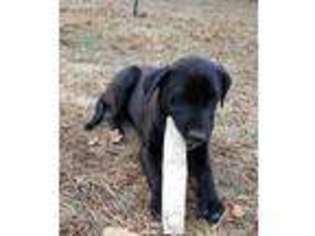 Labrador Retriever Puppy for sale in Mansfield, TX, USA