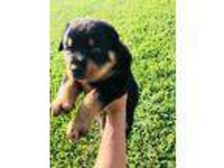 Rottweiler Puppy for sale in Baytown, TX, USA