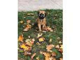 Soft Coated Wheaten Terrier Puppy for sale in Warren, MI, USA