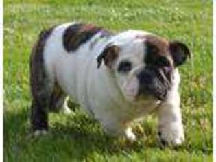 Bulldog Puppy for sale in Elyria, OH, USA