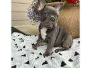 French Bulldog Puppy for sale in Seattle, WA, USA
