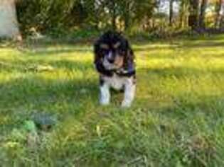 Cavalier King Charles Spaniel Puppy for sale in Pawtucket, RI, USA