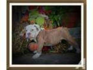 Olde English Bulldogge Puppy for sale in WAGONER, OK, USA