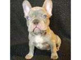 French Bulldog Puppy for sale in Sapulpa, OK, USA
