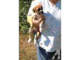 Boxer Puppy for sale in PITTSBURG, TX, USA