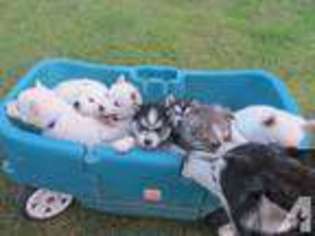 Siberian Husky Puppy for sale in FARWELL, TX, USA