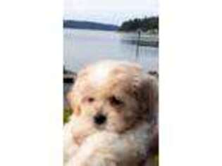 Havanese Puppy for sale in Shelton, WA, USA