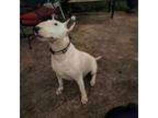 Bull Terrier Puppy for sale in Watts, OK, USA