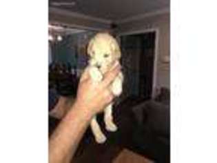 Labradoodle Puppy for sale in Greer, SC, USA