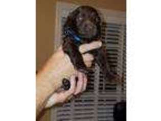 Medium Photo #1 Boykin Spaniel Puppy For Sale in TIFTON, GA, USA
