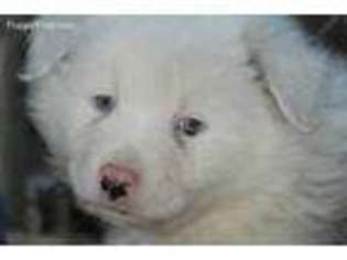 Australian Shepherd Puppy for sale in Sandy Hook, KY, USA