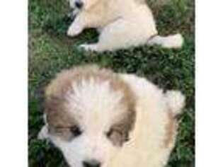 Great Pyrenees Puppy for sale in Wayne, NE, USA