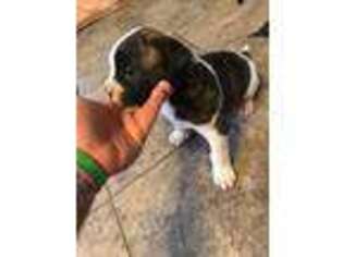 American Bulldog Puppy for sale in Loganville, GA, USA