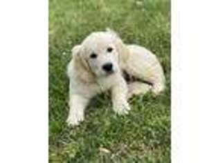 Mutt Puppy for sale in Collinsville, AL, USA