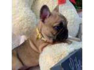 French Bulldog Puppy for sale in Bridgeton, NJ, USA