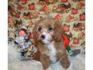 Cavapoo Puppy for sale in Washougal, WA, USA