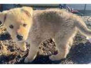 Mutt Puppy for sale in San Diego, CA, USA