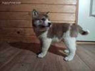 Shiba Inu Puppy for sale in Decatur, IN, USA