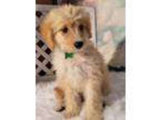 Cavapoo Puppy for sale in Louisa, VA, USA