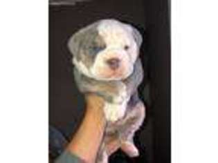 Bulldog Puppy for sale in Derry, NH, USA