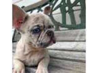 French Bulldog Puppy for sale in Summerfield, FL, USA