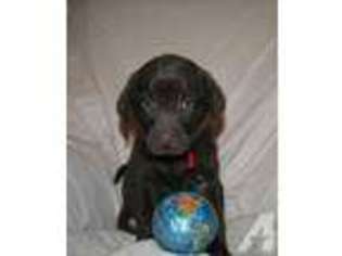 Labrador Retriever Puppy for sale in CHANDLER, AZ, USA